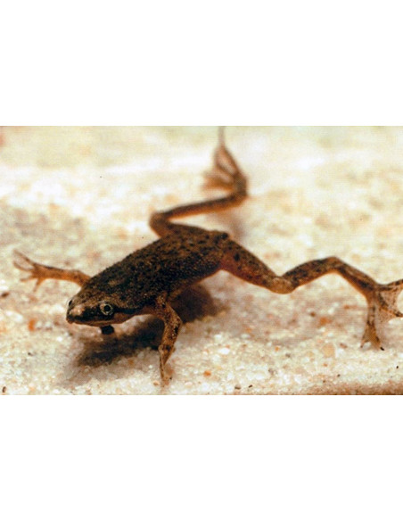 Grenouille naine Hymenochirus boettgeri (Hymenochirus boettgeri) 1,8-2,3cm