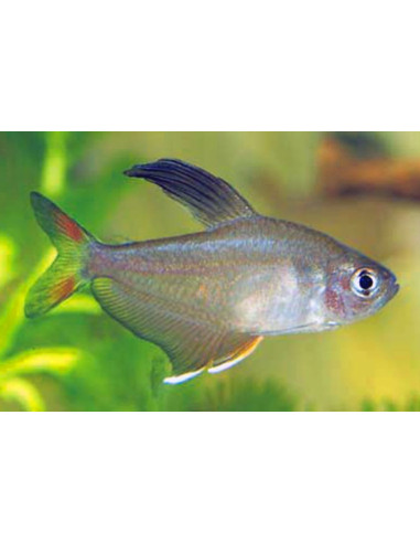 Hyphessobrycon Rosaceus 2-2,5cm