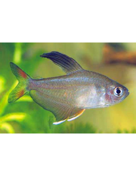 Hyphessobrycon Rosaceus 2-2,5cm