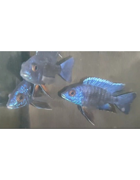Aulonocara bleu (Aulonocara nyassae Blue) 5-6cm