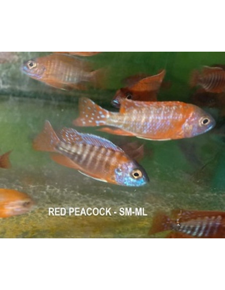 Aulonocara Nyassae Red 5-6cm