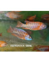 Aulonocara Nyassae Red 5-6cm