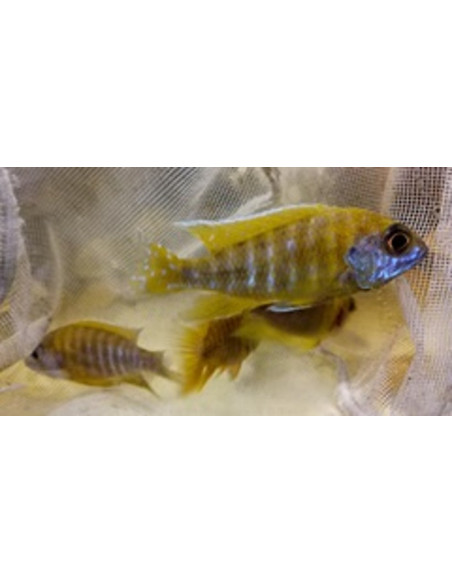 Aulonocara Nyassae Yellow 5-6cm