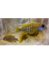 Aulonocara Nyassae Yellow 5-6cm