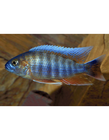 Aulonocara jacobfreibergi (Aulonocara jacobfreibergi) 5-6cm