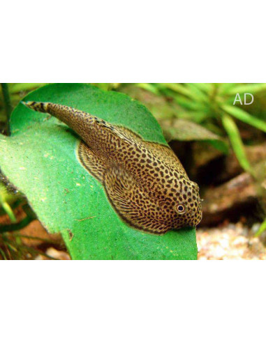 Beaufortia Levertti 2-3cm Wild
