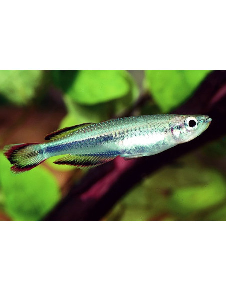 Bedotia Geayi 3,5-4cm