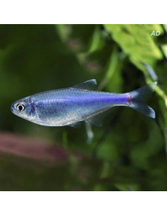 Boehlkea Fredcochui 1,5-2cm