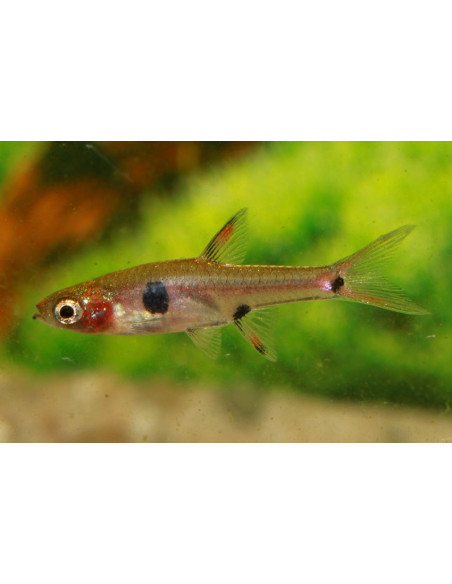 Boraras Naevus Sp. Strawberry 1,0-1,5cm Wild
