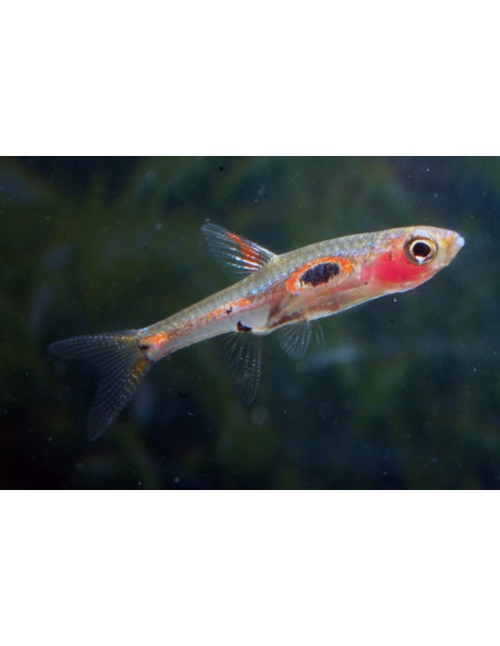Boraras Maculatus 1,5-2cm Wild