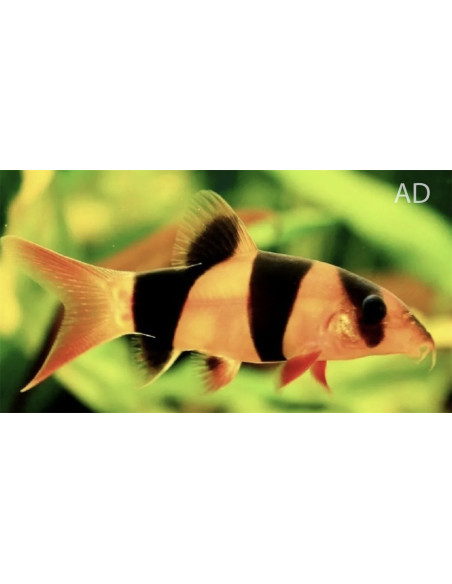 Chromobotia Macracanthus 6-7cm Wild