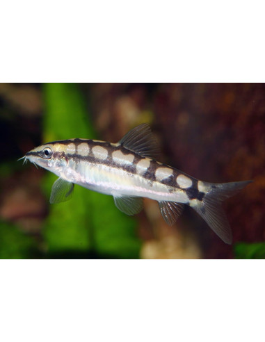 Ambastaia Sidthimunki 2-3cm
