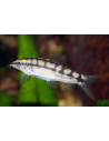 Ambastaia Sidthimunki 2-3cm