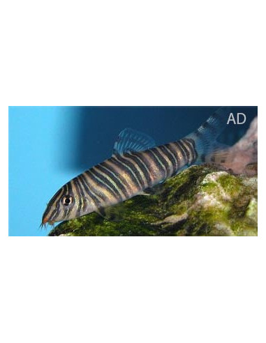 Botia Striata 4-5cm Wild