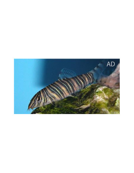 Botia Striata 4-5cm Wild