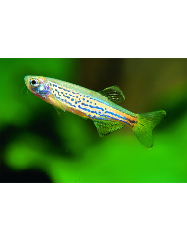 Danio léopard (Brachydanio frankei) 2,5-3cm