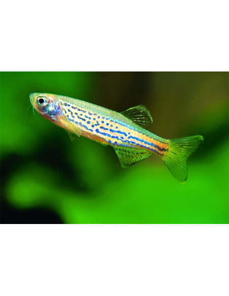 Danio léopard (Brachydanio frankei) 2,5-3cm