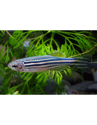 danio zebre  (Brachydanio rerio) 2,5-3cm