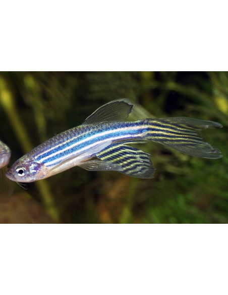 Brachydanio Rerio Longfin 2,5-3 Cm