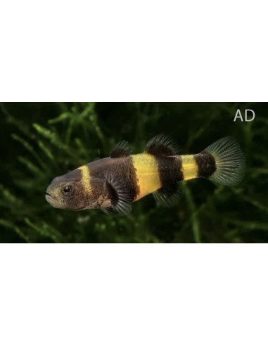 Brachygobius Doriae 1-1,5cm Wild