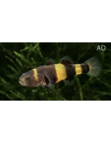 Brachygobius Doriae 1-1,5cm Wild