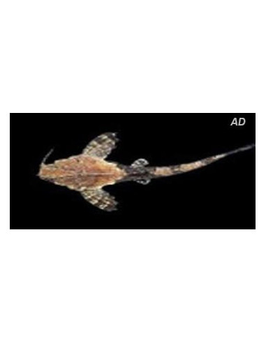 Bunocephalus Coracoideus 5-6cm Wild