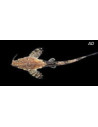 Bunocephalus Coracoideus 5-6cm Wild