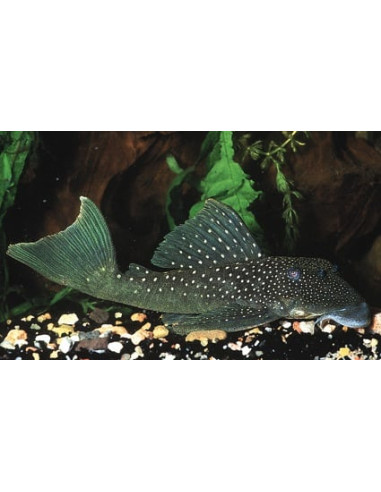 Ancistrinae Gen. Sp. L 28 6-9cm Wild