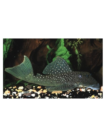 Ancistrinae Gen. Sp. L 28 6-9cm Wild