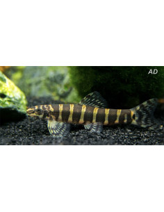Serpenticobitis Octozona 4-5cm Wild