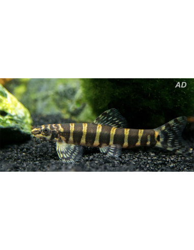 Serpenticobitis Octozona 4-5cm Wild