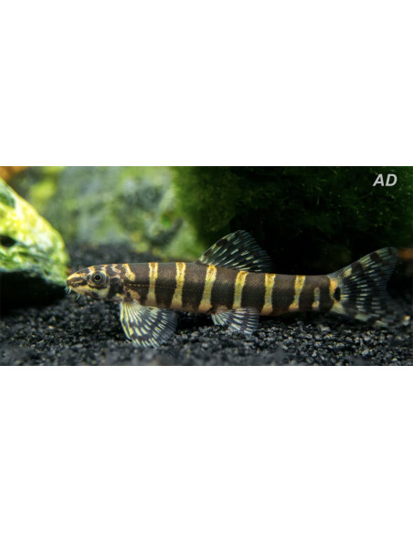 Serpenticobitis Octozona 4-5cm Wild