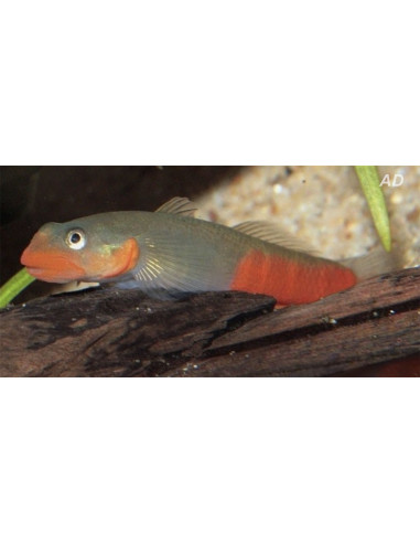 Sicyopus Exallisquamulus 4-5cm Wild