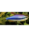 Inpaichthys Kerri 1,5-2cm