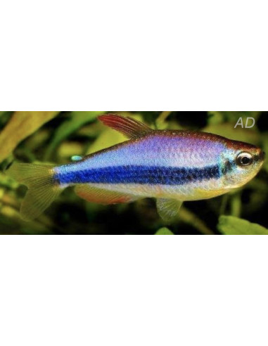 Inpaichthys Kerri 2-2,5cm