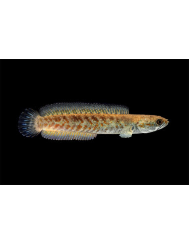 Channa andrao (Channa andrao) 5-7cm
