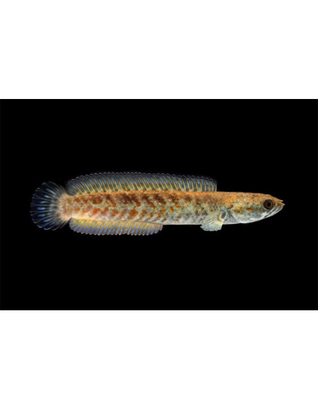 Channa andrao (Channa andrao) 5-7cm