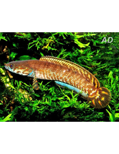 Channa bleheri (Channa bleheri) 6-8cm