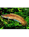 Channa Bleheri 6-8CM