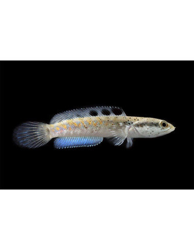Channa pulchra (Channa pulchra) 5-7cm