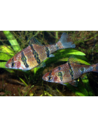 Barbus pentazona (Desmopuntius pentazona) 1,5-2cm Wild