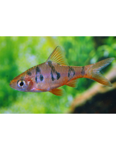Barbus rhomboocellatus (Desmopuntius rhomboocellatus) 2,5-3cm Wild
