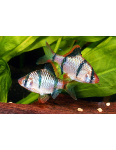 Barbus de sumatra (Desmopuntius tetrazona) 2,6-3cm