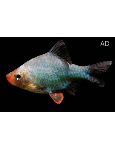 Barbus vert (Desmopuntius tetrazona Green) 2-2,5cm