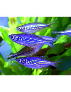 Devario malabaricus (Devario malabaricus) 4-5cm