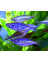 Devario Malabaricus 4-5cm