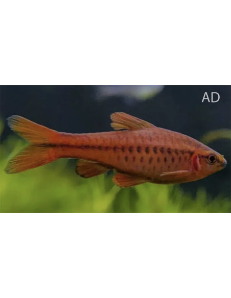 Barbus cerise (Puntius titteya) 3-3,5cm