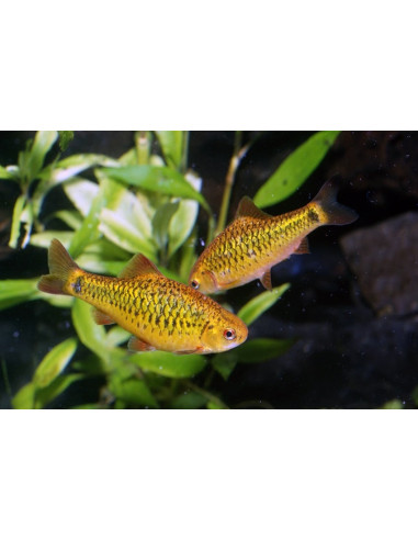 Barbus Shuberti (Barbodes schuberti) 2-2,5cm