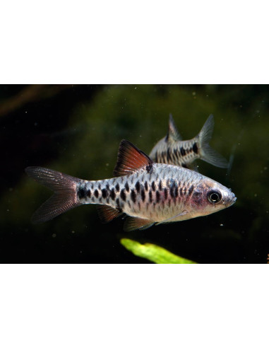 Oliotius Oligolepis 2-2,5cm