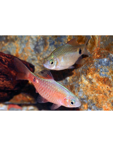 Barbus conchonius (Pethia conchonius) 3,5-4cm